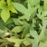 紫薯苗、徐紫八红薯苗、紫薯、红薯苗、地瓜苗、紫薯薯苗
