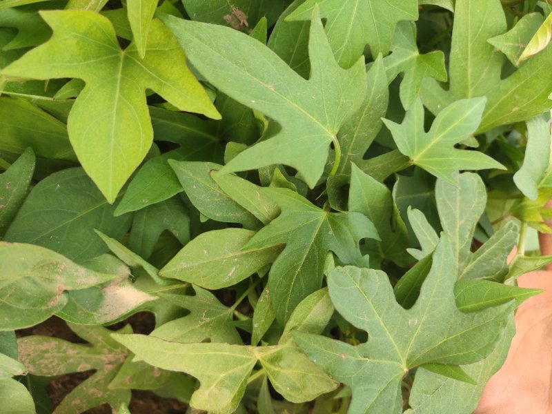 紫薯苗、徐紫八红薯苗、紫薯、红薯苗、地瓜苗、紫薯薯苗