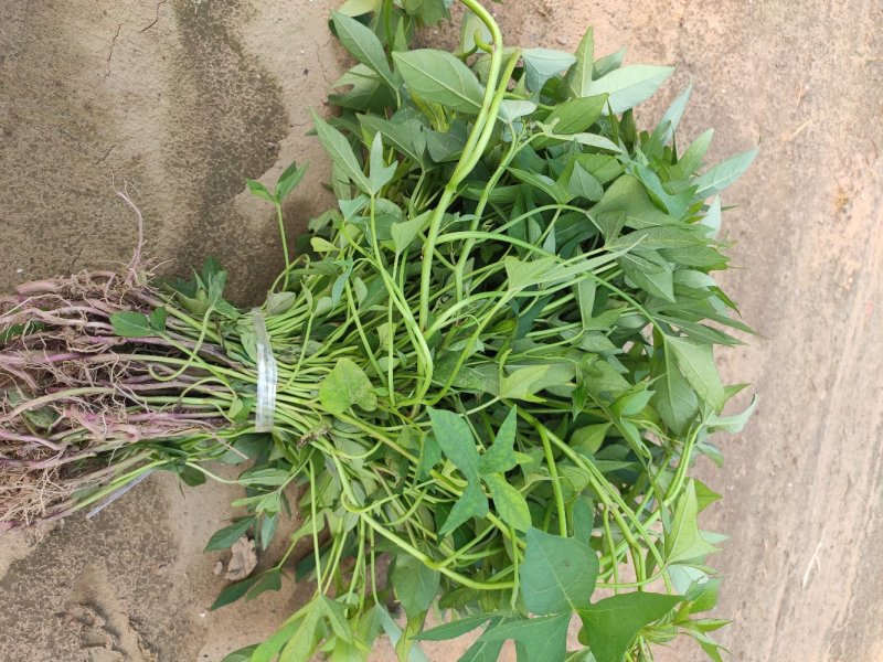 紫薯苗、徐紫八红薯苗、紫薯、红薯苗、地瓜苗、紫薯薯苗
