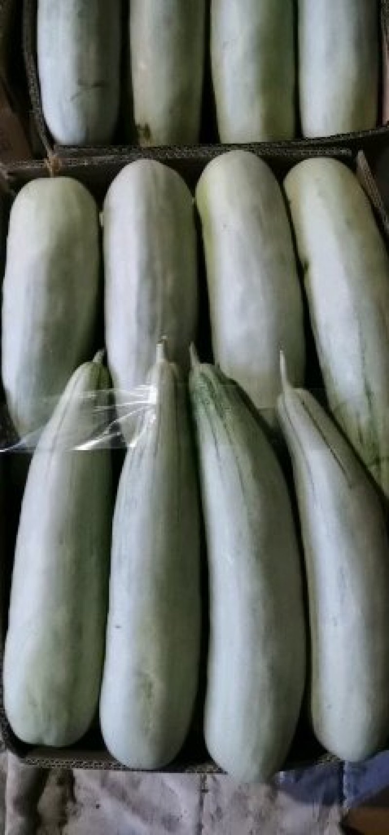羊角蜜甜瓜大量供应对接电商商超。口脆甜。