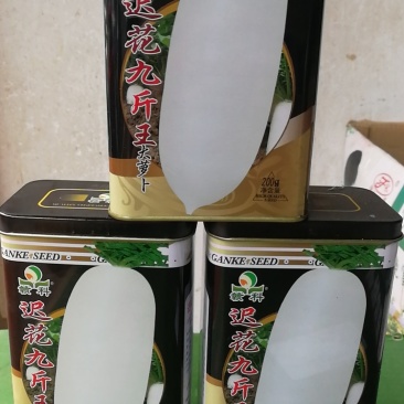 迟花九斤王大萝卜种晚熟品种具有丰产抗病特性。