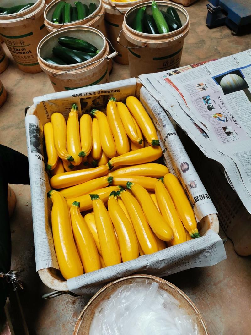 香蕉西葫芦，优质青节瓜，黄节瓜大量供应