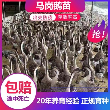 鹅苗，马岗鹅苗，优质品种，诚信为本让客户养殖成功。