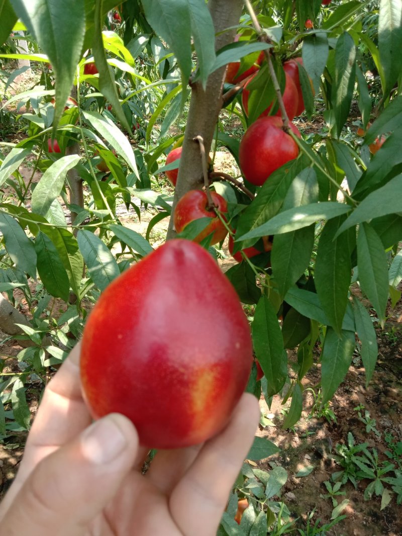 大棚油桃