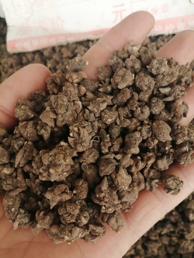 猫爪草，水洗和不水洗猫爪草，大中小均有现货供应