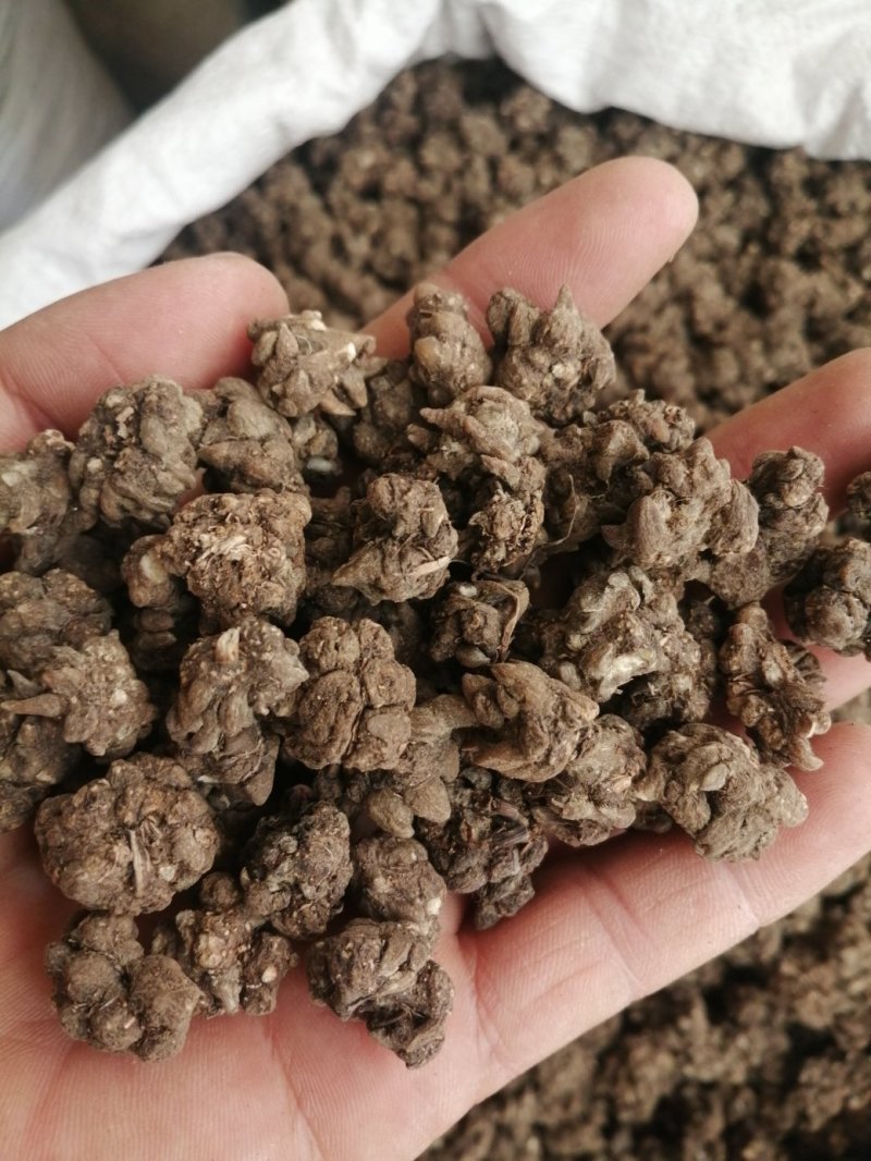 猫爪草，水洗和不水洗猫爪草，大中小均有现货供应