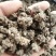 猫爪草，水洗和不水洗猫爪草，大中小均有现货供应
