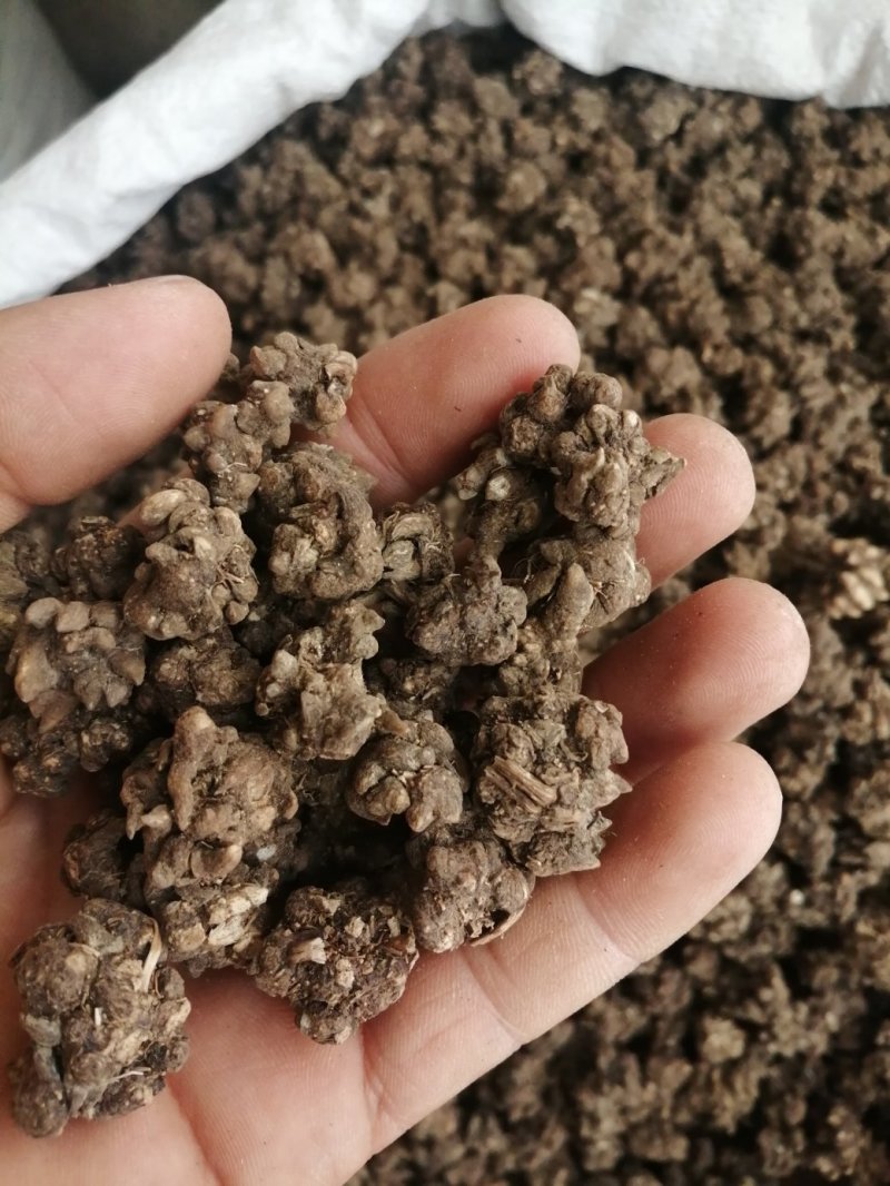 猫爪草，水洗和不水洗猫爪草，大中小均有现货供应