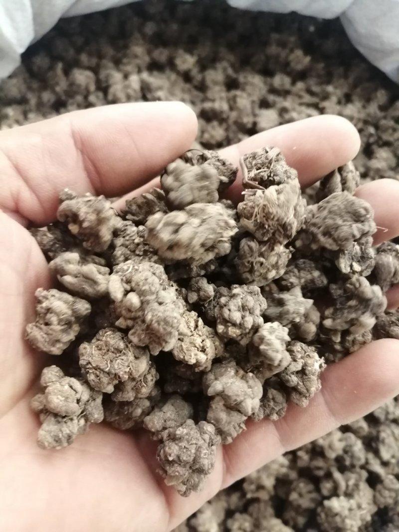猫爪草，水洗和不水洗猫爪草，大中小均有现货供应