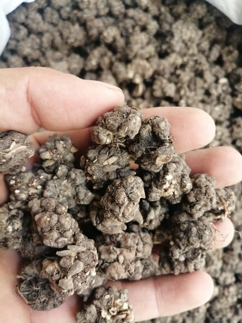 猫爪草，水洗和不水洗猫爪草，大中小均有现货供应
