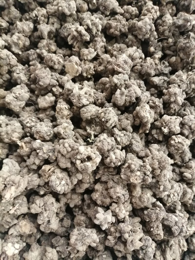 猫爪草，水洗和不水洗猫爪草，大中小均有现货供应