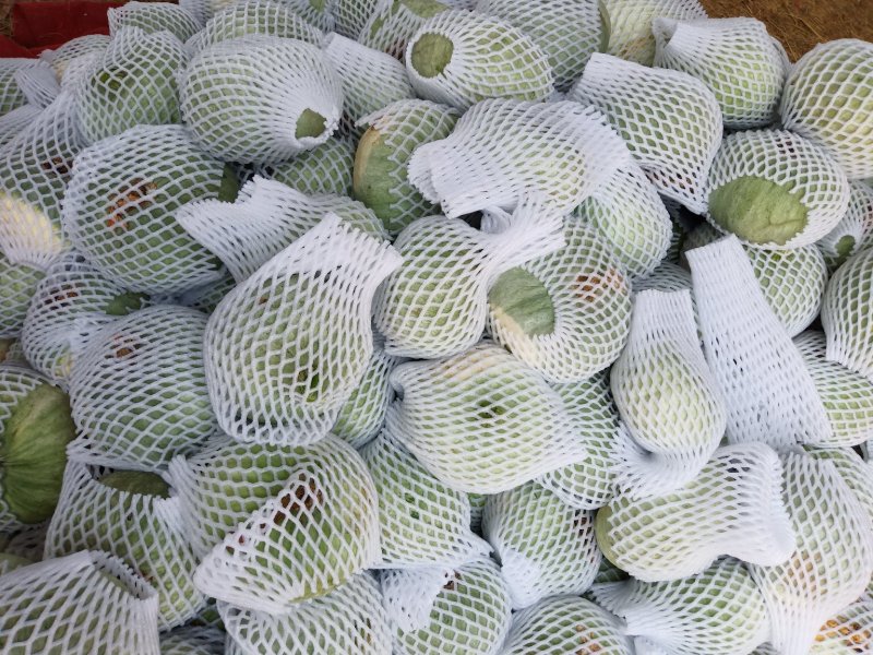 红南瓜绿南瓜灰南瓜个种南瓜大量上市欢迎新老客户
