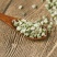 中药材白蒺藜刺蒺藜白蒺藜白蒺藜粉白吉利炒蒺藜