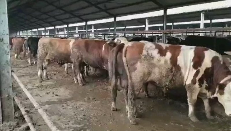 纯种西门塔尔牛免费运输货到付款