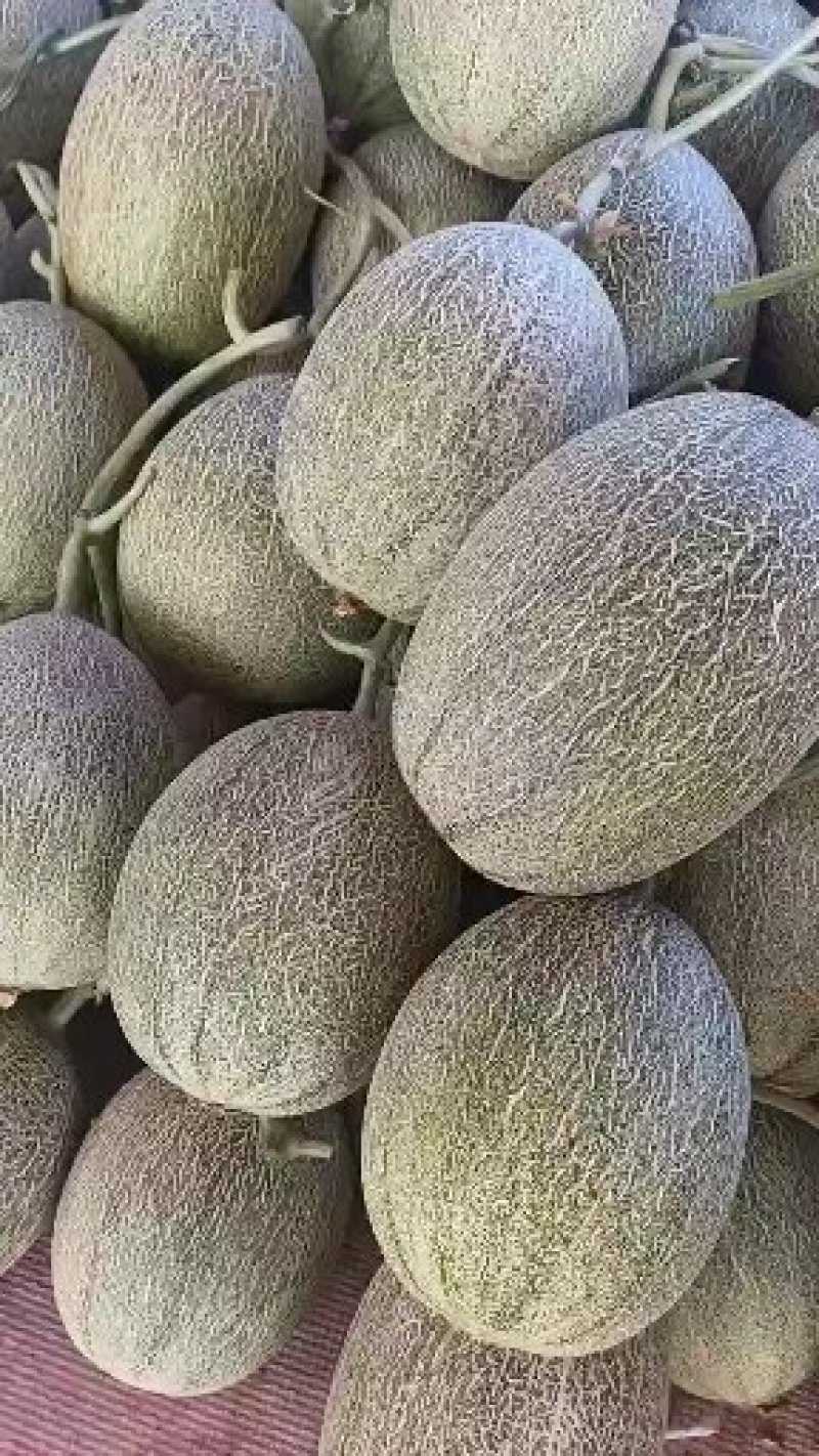 哈密瓜(小密)甜脆瓜！口感很脆甜