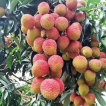 广东廉江良垌妃子笑荔枝5月20日可大量上市