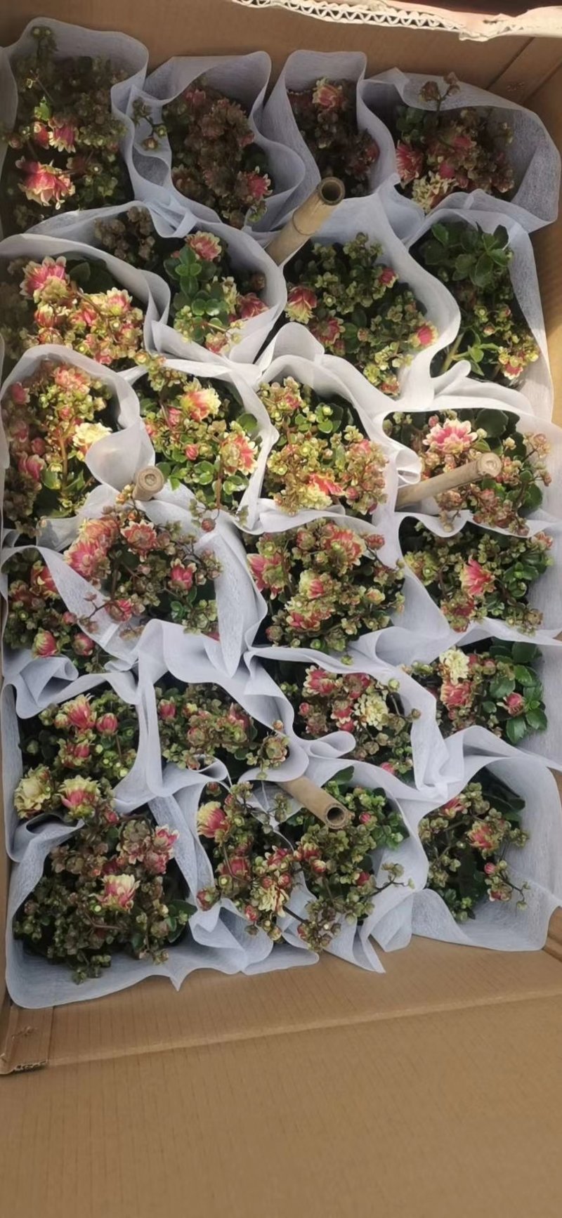 长寿花重瓣宫灯长寿基地直发