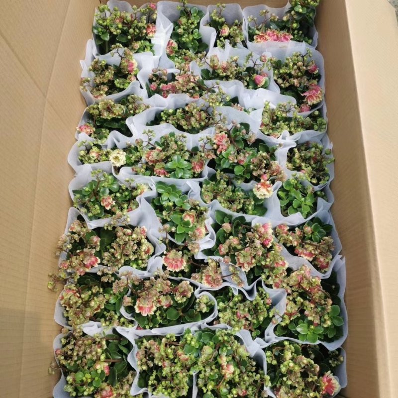 长寿花重瓣宫灯长寿基地直发