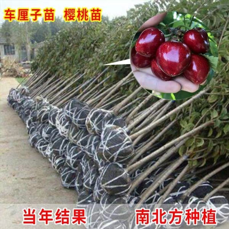 樱桃苗美国车厘子大樱桃树苗水果盆栽地栽当年结果南方北方种