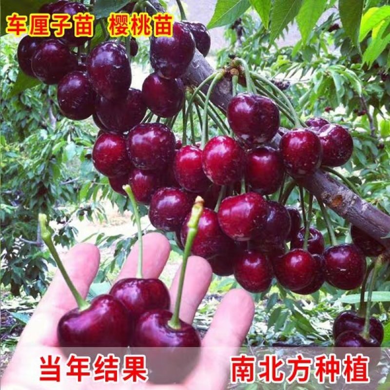 樱桃苗美国车厘子大樱桃树苗水果盆栽地栽当年结果南方北方种