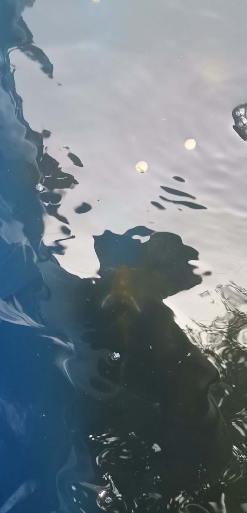 黄颡鱼，黄骨鱼，嘎牙子，钢针鱼，