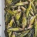 黄颡鱼，黄骨鱼，嘎牙子，钢针鱼，