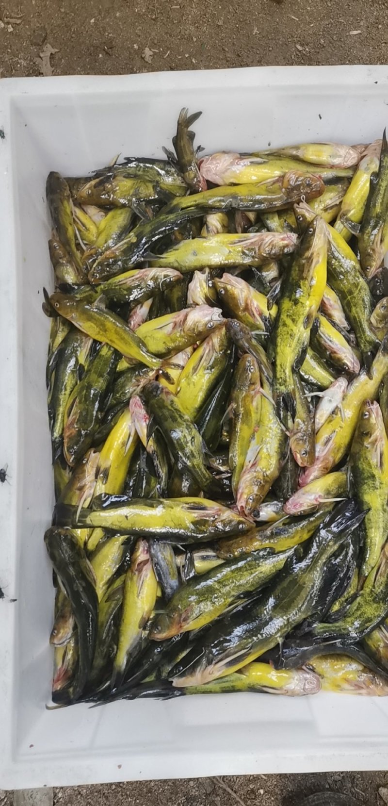 黄颡鱼，黄骨鱼，嘎牙子，钢针鱼，