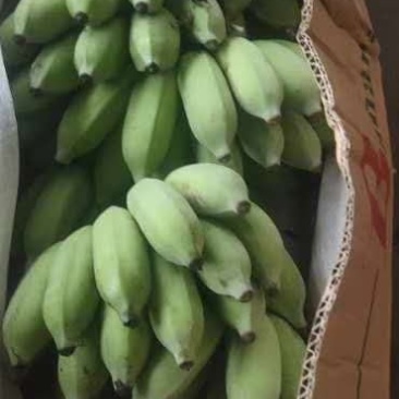 云南高山西贡焦