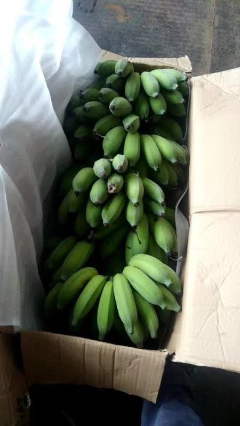 云南高山西贡焦