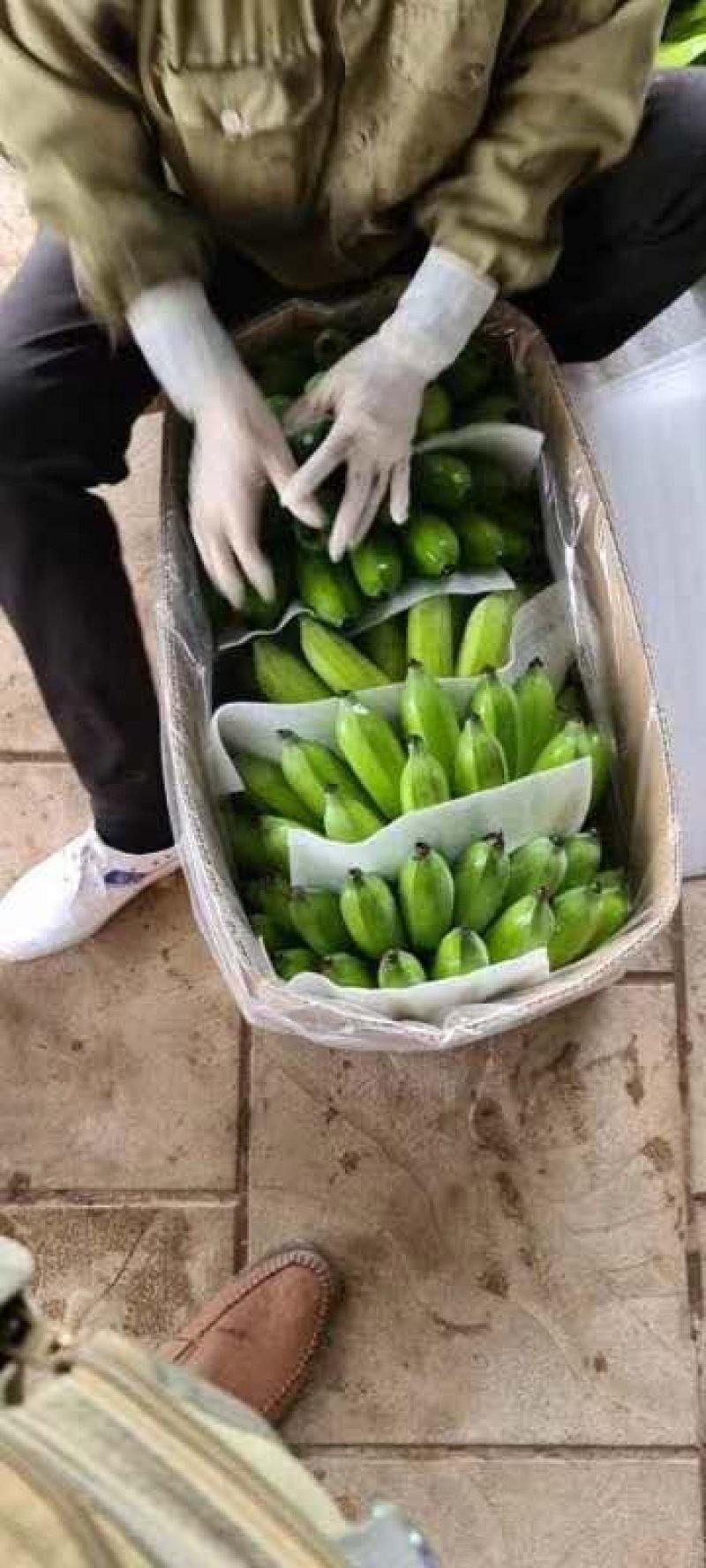 云南高山西贡焦