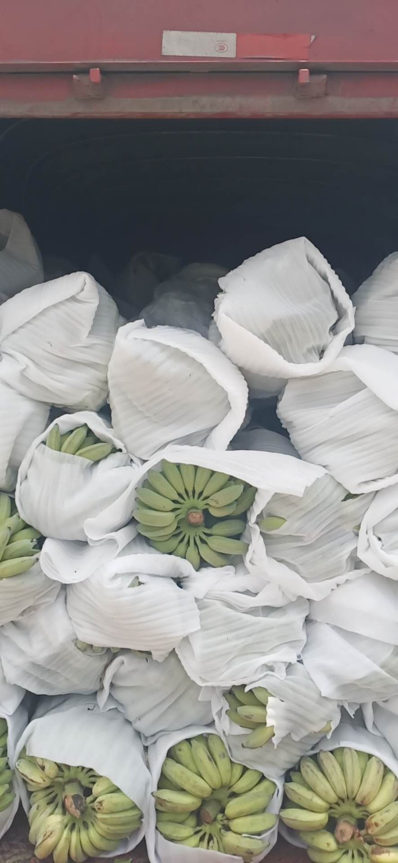 云南高山西贡焦