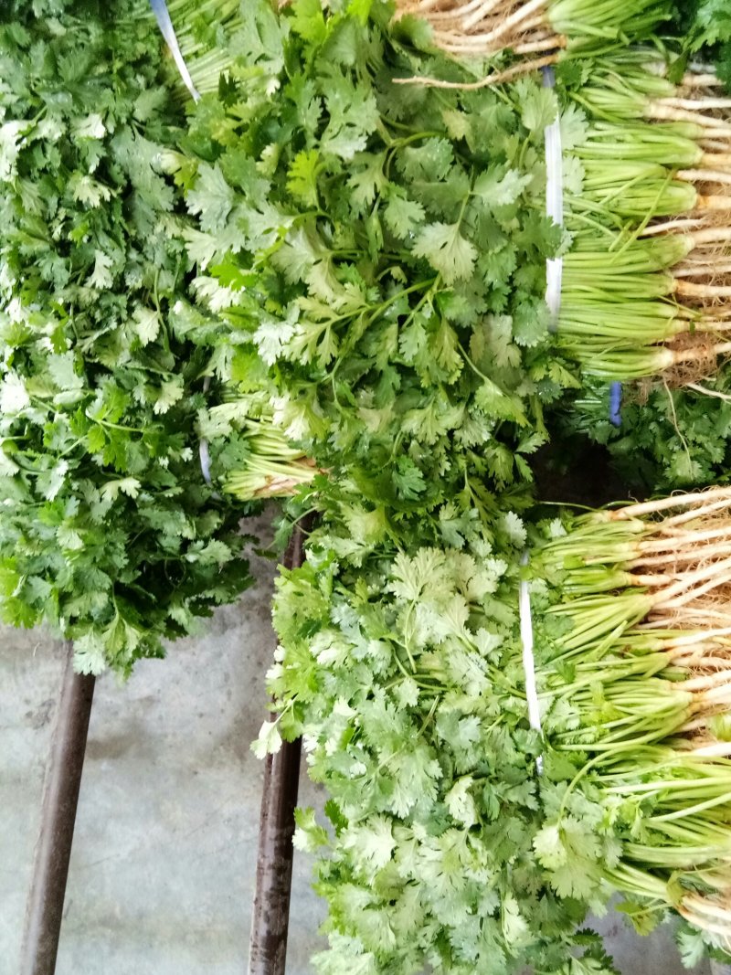 香菜（新鮮香菜现货）