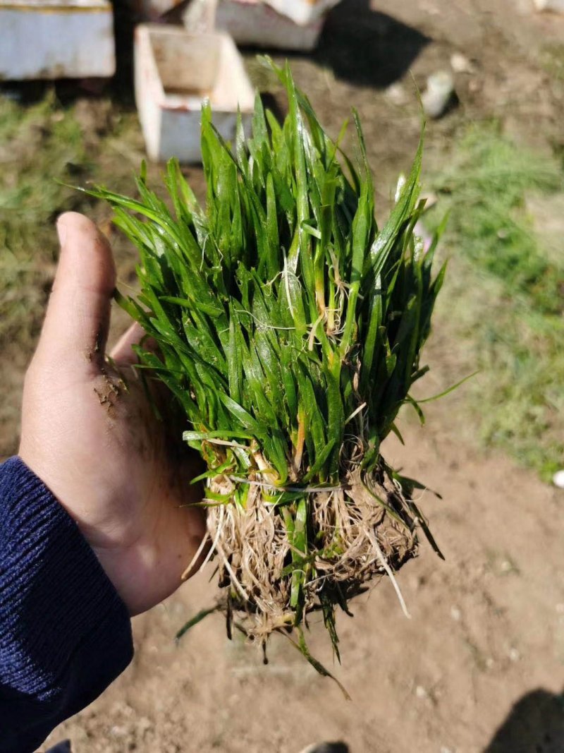 苦草，黑藻，菹藻等沉水植物是净化水的，全国发货，量大从优