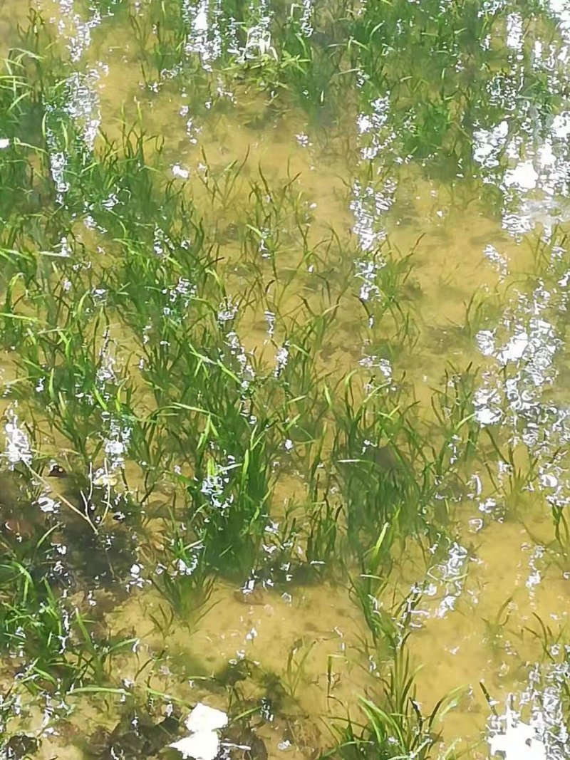 苦草，黑藻，菹藻等沉水植物是净化水的，全国发货，量大从优