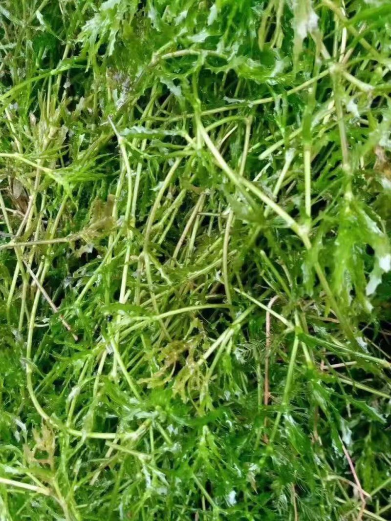 苦草，黑藻，菹藻等沉水植物是净化水的，全国发货，量大从优