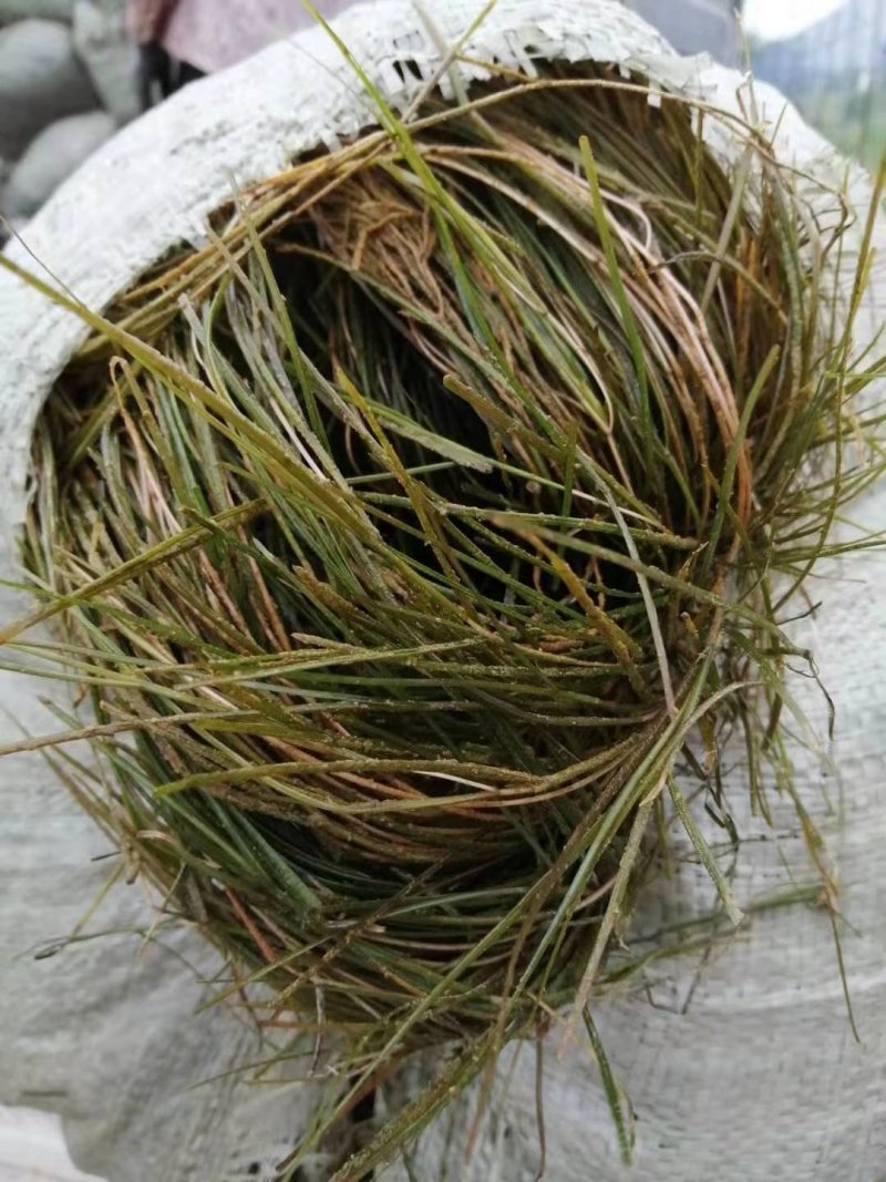 苦草，黑藻，菹藻等沉水植物是净化水的，全国发货，量大从优