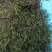 苦草，黑藻，菹藻等沉水植物是净化水的，全国发货，量大从优