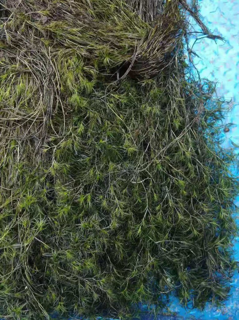 苦草，黑藻，菹藻等沉水植物是净化水的，全国发货，量大从优