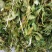 苦草，黑藻，菹藻等沉水植物是净化水的，全国发货，量大从优