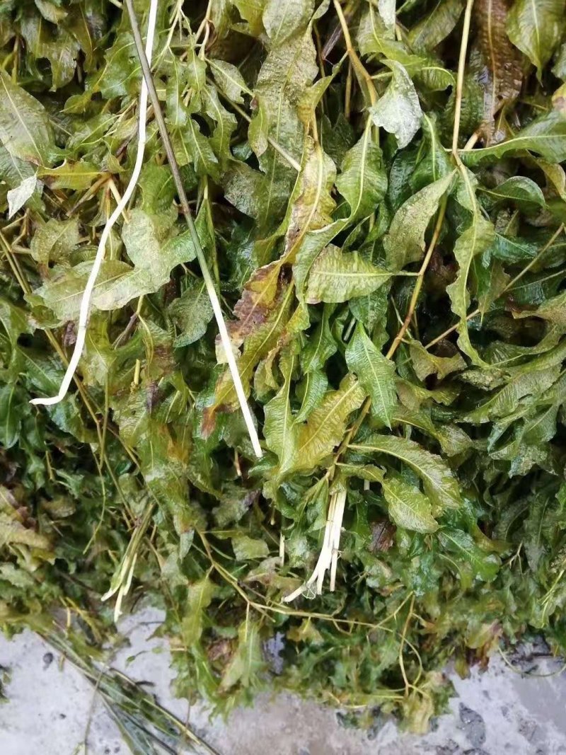 苦草，黑藻，菹藻等沉水植物是净化水的，全国发货，量大从优