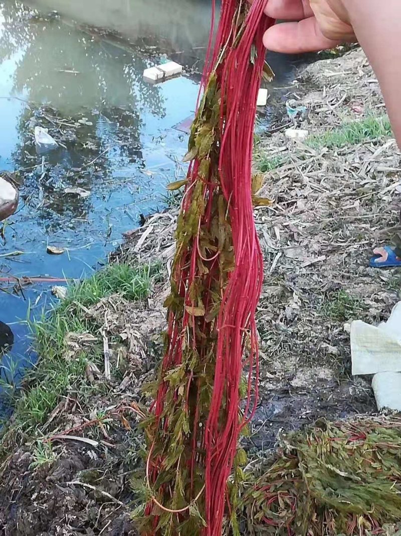 苦草，黑藻，菹藻等沉水植物是净化水的，全国发货，量大从优