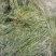 苦草，黑藻，菹藻等沉水植物是净化水的，全国发货，量大从优
