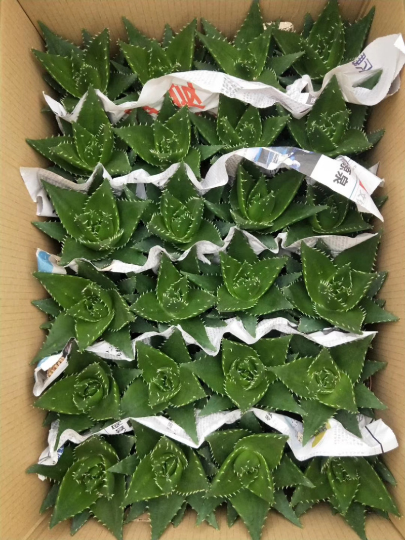 不夜城小芦荟基地大量现货供应批发价格
