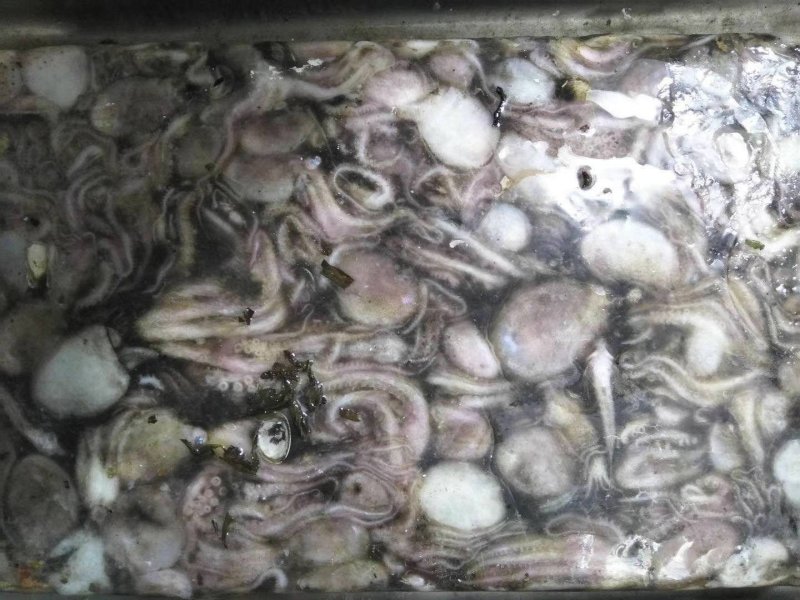 原浆没有泡水八爪鱼原料坐标丹东东港海源水产