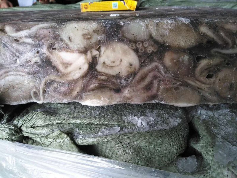 原浆没有泡水八爪鱼原料坐标丹东东港海源水产
