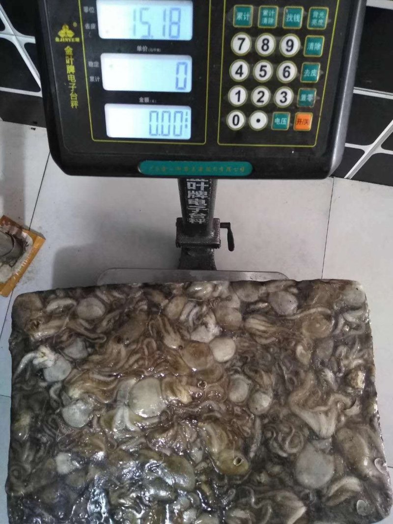 原浆没有泡水八爪鱼原料坐标丹东东港海源水产