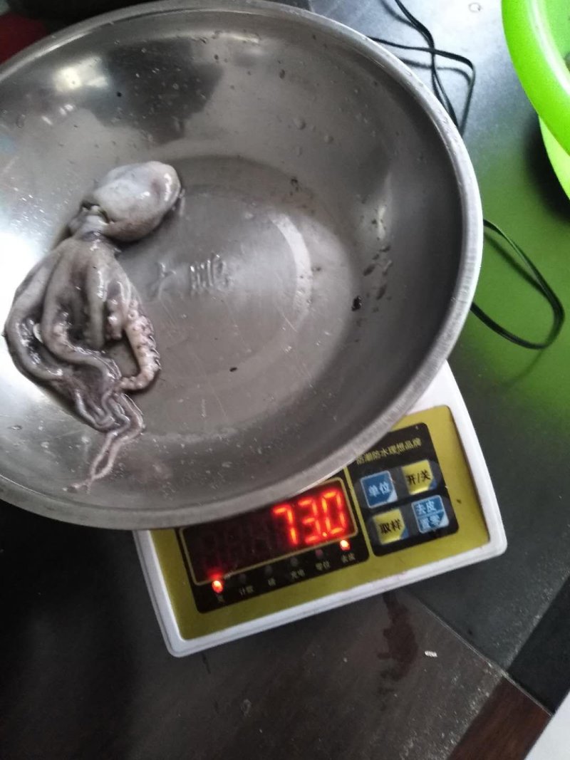 原浆没有泡水八爪鱼原料坐标丹东东港海源水产