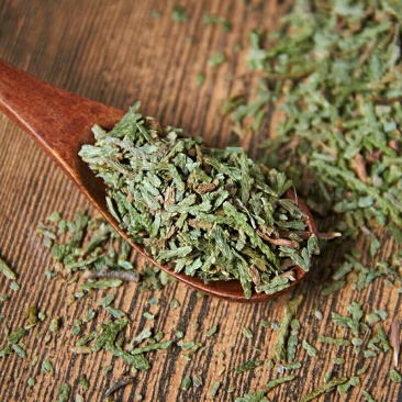 中药材侧柏叶新鲜侧柏叶发干