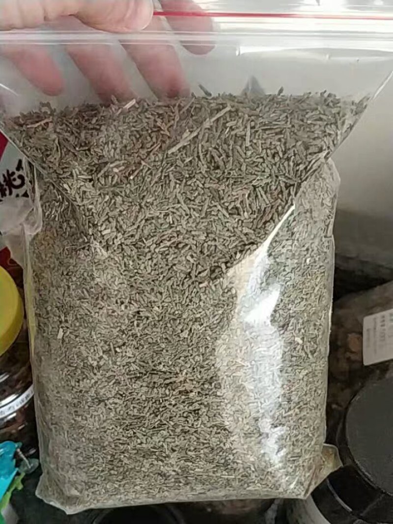 中药材侧柏叶新鲜侧柏叶发干