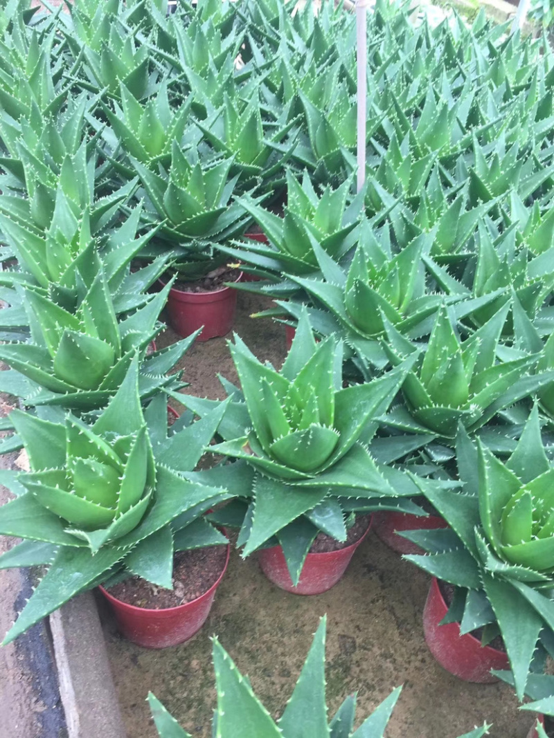 不夜城小芦荟基地大量现货供应批发价格